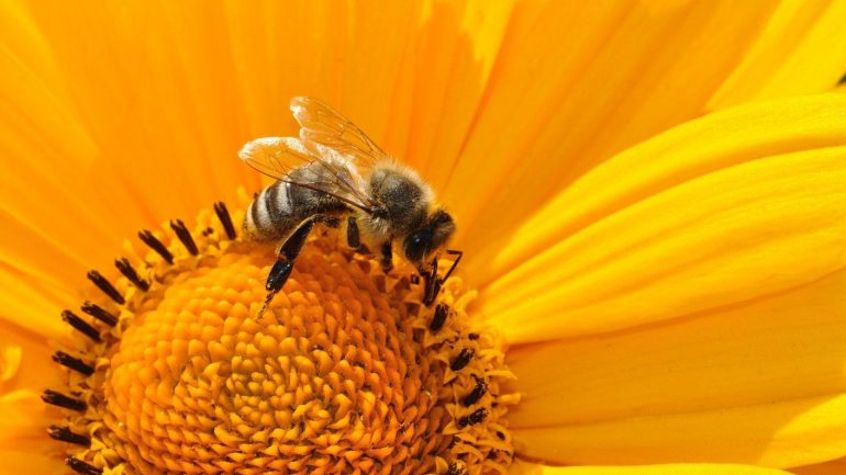 Le pollen : un produit naturel parfait pour la beauté, la forme et la cuisine !